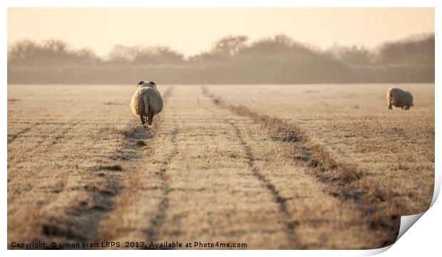 Pregnant sheep walking the track Print by Simon Bratt LRPS