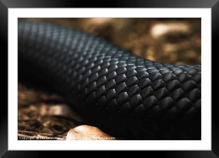 Black Snake Skin Framed Mounted Print by Ian Leishman