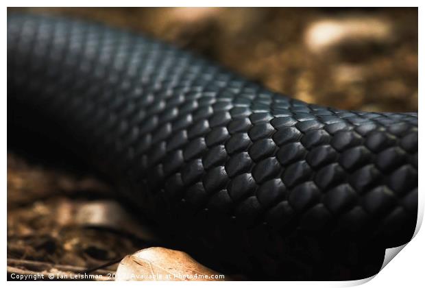Black Snake Skin Print by Ian Leishman