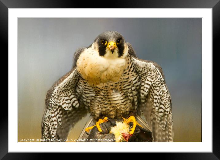 Peregrine Falcon Feeding Framed Mounted Print by Robert Murray