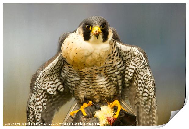 Peregrine Falcon Feeding Print by Robert Murray