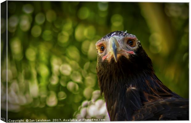 Australian Wedge-Tailed Eagle on alert Canvas Print by Ian Leishman