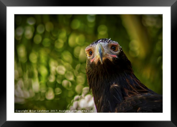 Australian Wedge-Tailed Eagle on alert Framed Mounted Print by Ian Leishman