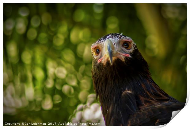 Australian Wedge-Tailed Eagle on alert Print by Ian Leishman