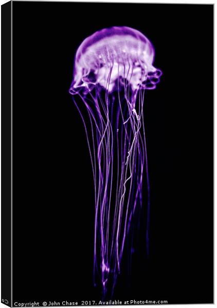 Purple Jellyfish Canvas Print by John Chase