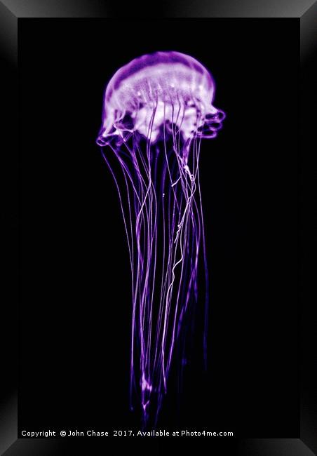 Purple Jellyfish Framed Print by John Chase
