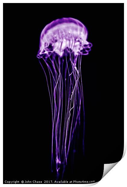 Purple Jellyfish Print by John Chase