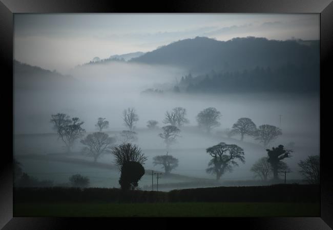 Misty Trees Framed Print by Dave Bell