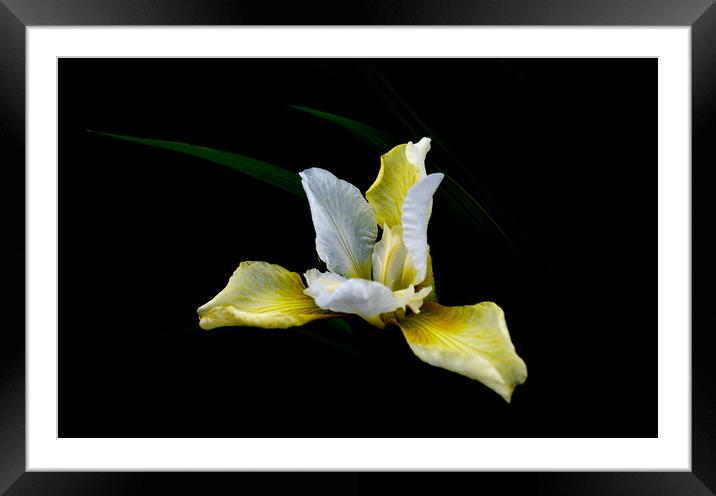 Iris Light Framed Mounted Print by Linda Cooke