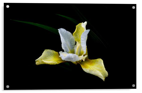 Iris Light Acrylic by Linda Cooke