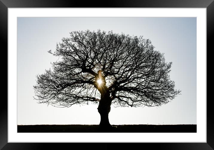 Sunlight filters through the branches of a tree. Framed Mounted Print by Ros Crosland