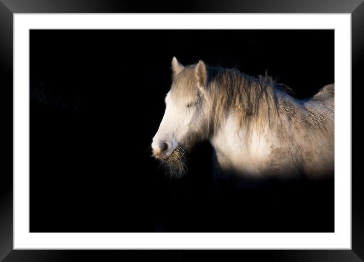 A horse eating hay, lit beautifully in winter sun. Framed Mounted Print by Ros Crosland