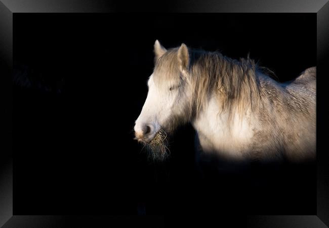 A horse eating hay, lit beautifully in winter sun. Framed Print by Ros Crosland