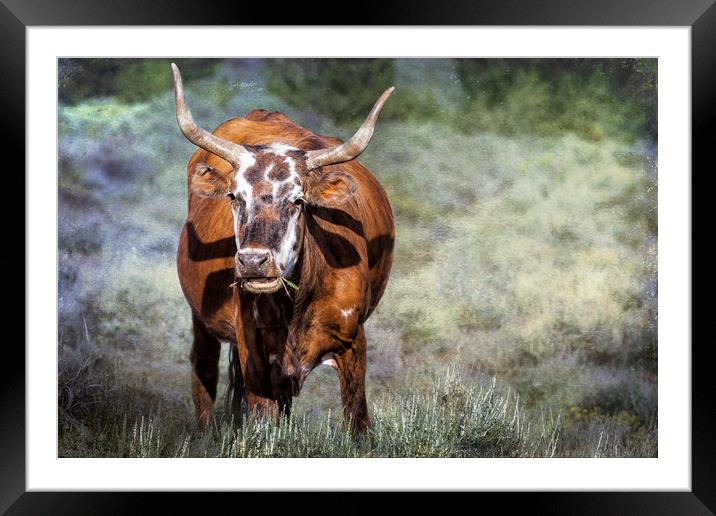 Pretty Female Cow with Horns Framed Mounted Print by Belinda Greb