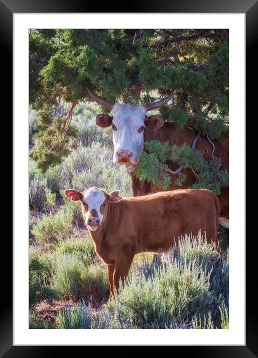 Cow and Calf Framed Mounted Print by Belinda Greb