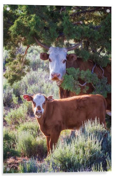 Cow and Calf Acrylic by Belinda Greb