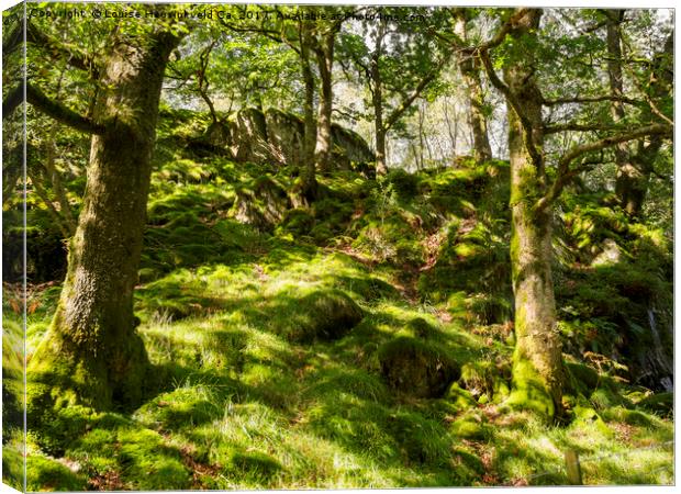 Woodland on Loughrigg Fell, Lake District, Cumbria Canvas Print by Louise Heusinkveld
