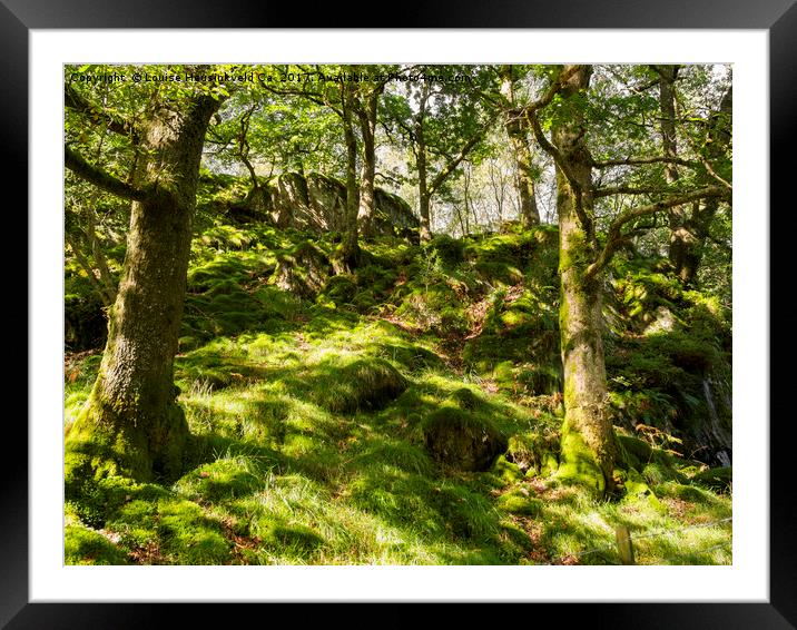 Woodland on Loughrigg Fell, Lake District, Cumbria Framed Mounted Print by Louise Heusinkveld