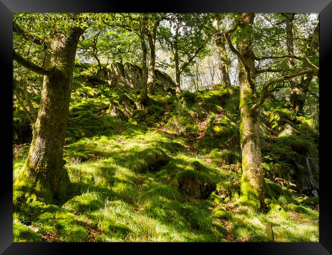 Woodland on Loughrigg Fell, Lake District, Cumbria Framed Print by Louise Heusinkveld