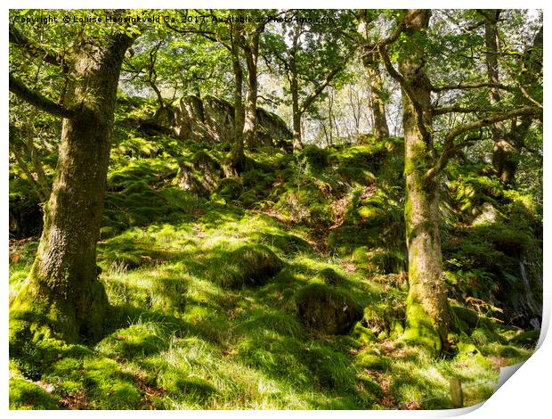 Woodland on Loughrigg Fell, Lake District, Cumbria Print by Louise Heusinkveld