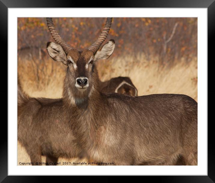 Namibian Waterbuck Framed Mounted Print by Milton Cogheil
