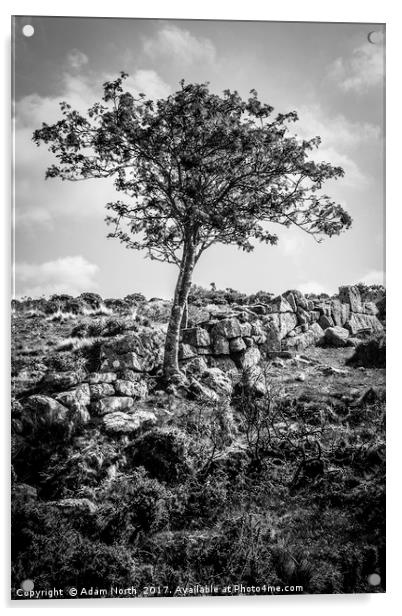 Dartmoor tree and wall - Devon Acrylic by Adam North