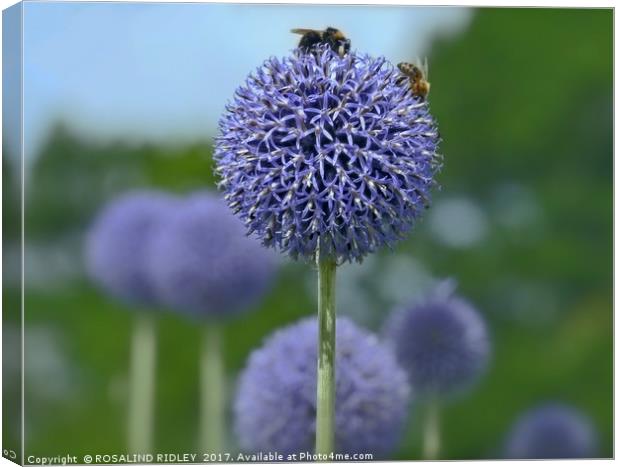 "GIANT ALLIUM" Canvas Print by ROS RIDLEY