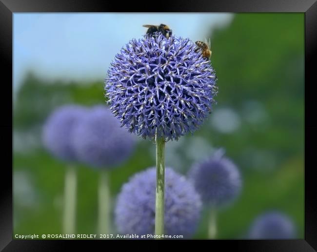 "GIANT ALLIUM" Framed Print by ROS RIDLEY