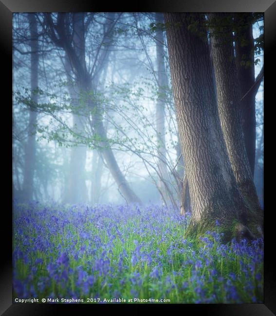 Bluebells In The Mist Framed Print by Mark Stephens