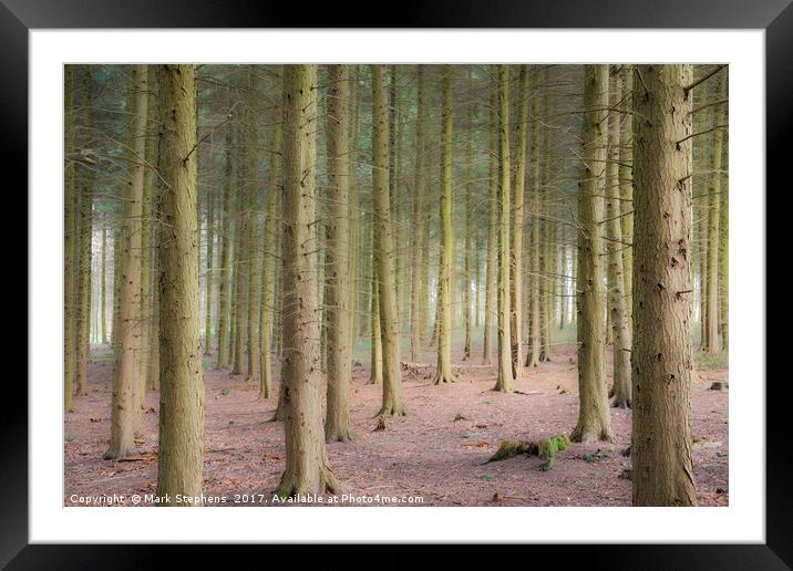 Sulham Woods Framed Mounted Print by Mark Stephens