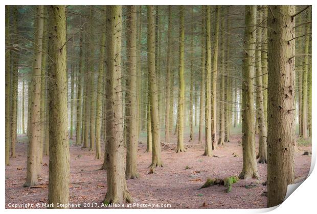 Sulham Woods Print by Mark Stephens
