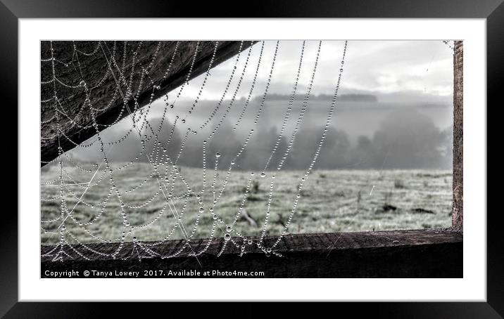Dew on a cobweb Framed Mounted Print by Tanya Lowery