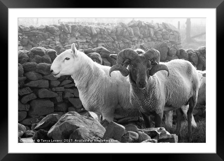 Two rams standing by a wall Framed Mounted Print by Tanya Lowery