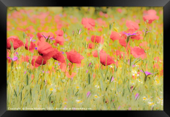 Poppy field Framed Print by Steve Whitham