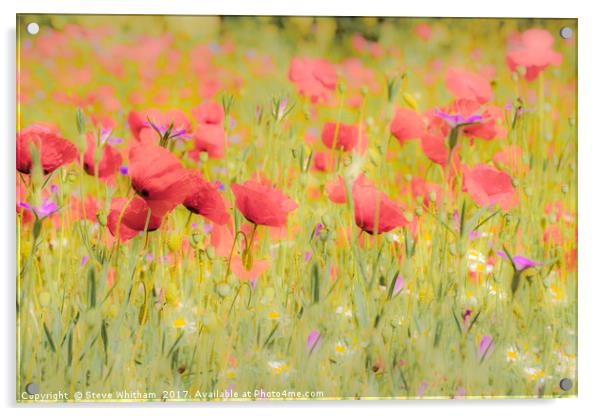 Poppy field Acrylic by Steve Whitham