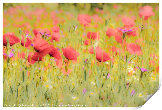 Poppy field Print by Steve Whitham