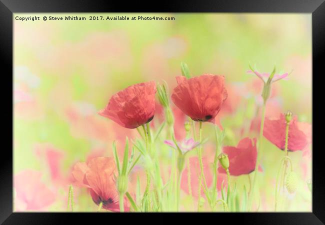 Poppy Meadow Framed Print by Steve Whitham