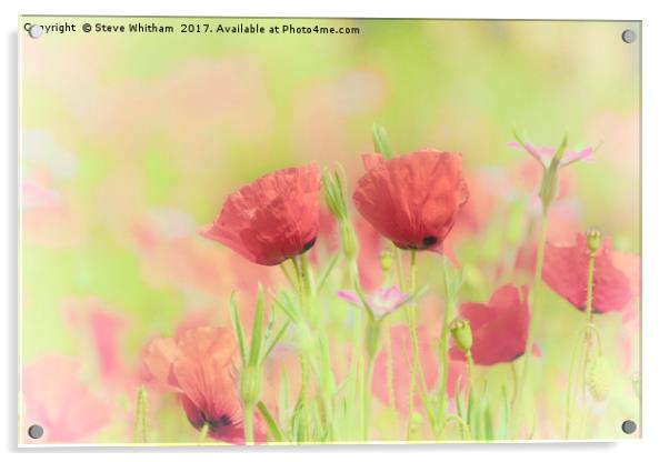 Poppy Meadow Acrylic by Steve Whitham