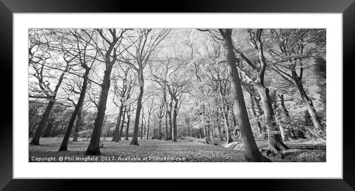 Belfairs Woods 2 Framed Mounted Print by Phil Wingfield