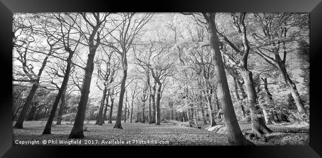 Belfairs Woods 2 Framed Print by Phil Wingfield