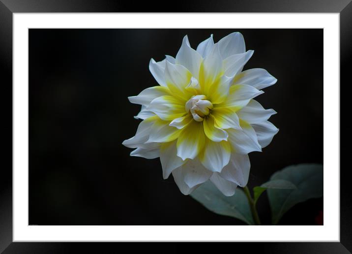 White Dahlia Framed Mounted Print by Indranil Bhattacharjee