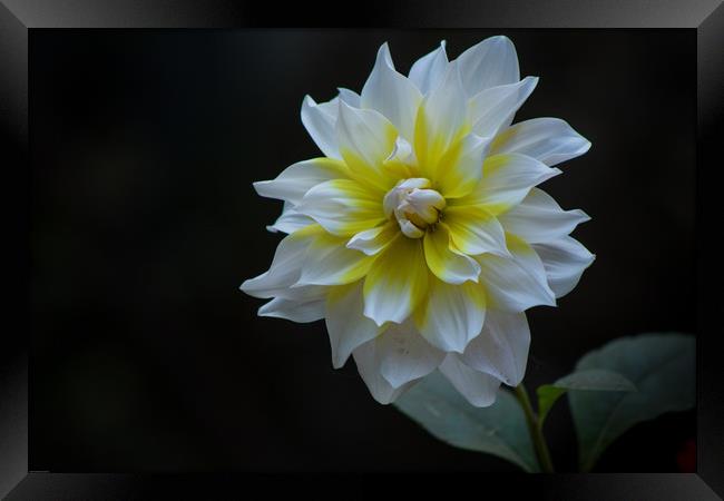 White Dahlia Framed Print by Indranil Bhattacharjee