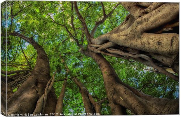 Looking up into Fig Canopy Canvas Print by Ian Leishman