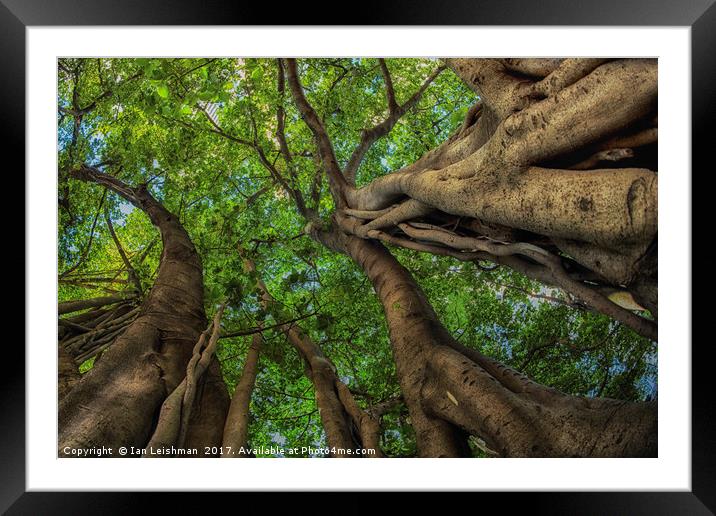 Looking up into Fig Canopy Framed Mounted Print by Ian Leishman