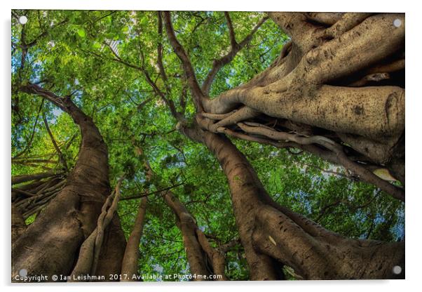 Looking up into Fig Canopy Acrylic by Ian Leishman