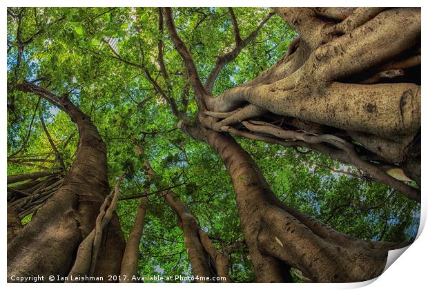 Looking up into Fig Canopy Print by Ian Leishman