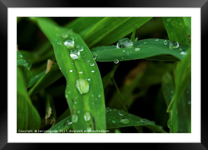 Dew on green grass Framed Mounted Print by Ian Leishman