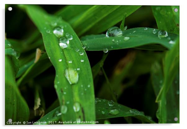 Dew on green grass Acrylic by Ian Leishman