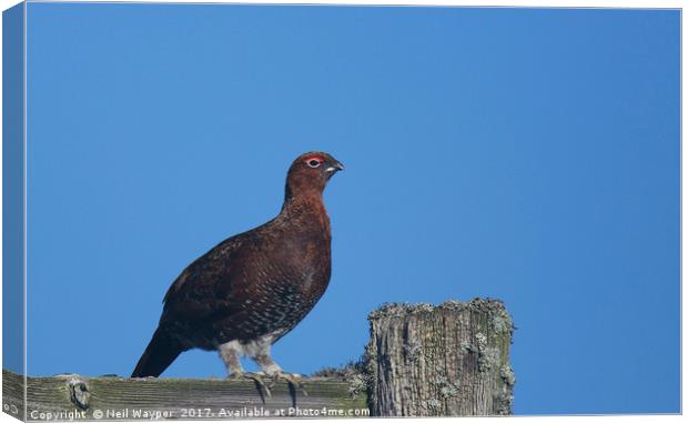 Red grouse Canvas Print by Neil Wayper