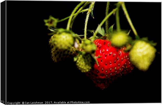 Garden strawberries bunch Canvas Print by Ian Leishman